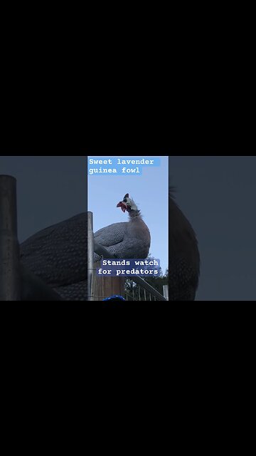 Lavender guinea fowl on watch for predators at night fall #guineafowl #freerange
