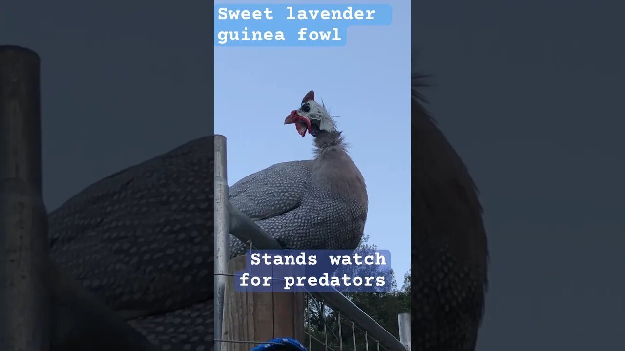 Lavender guinea fowl on watch for predators at night fall #guineafowl #freerange