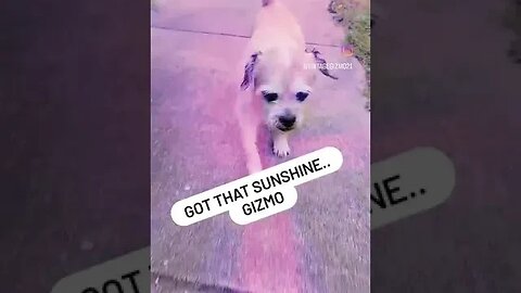 Sunshine Gizmo