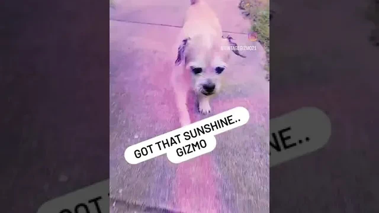 Sunshine Gizmo