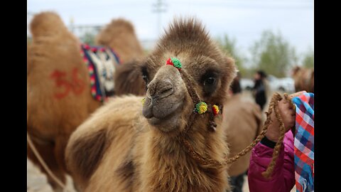 cute camel