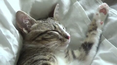 Dreaming Kitten Is Twitching