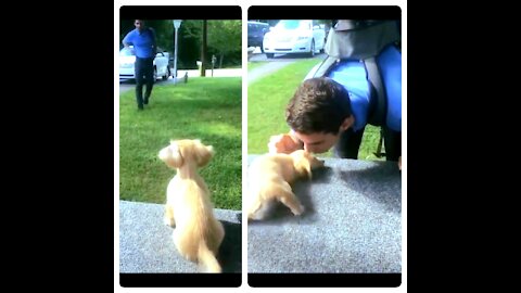 Adorable puppy waited for his owner to hugged him