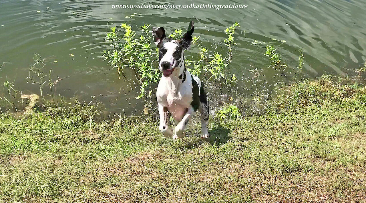 Splashing And Dashing Great Dane Loves To Run Zoomies