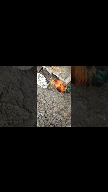 Good morning Rhiannon and Rusty