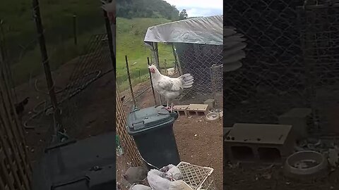 Farm cam. Beautiful lavender Araucana Wyandotte cross cockerel