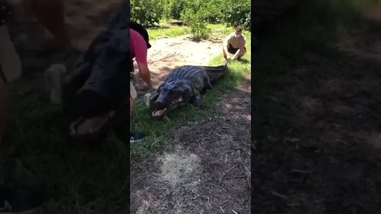 O disfarce perfeito 😯😯😯