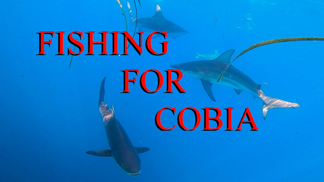 Catching Cobia in a school of sharks - Ep 20