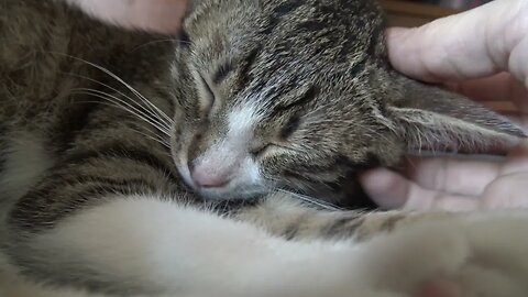 Sweetest Purring Kitten Gets His Ears Scratched