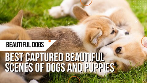 4K Quality Animal Footage - Dogs and Puppies Beautiful Scenes Episode 1 - Viral Dog Puppy