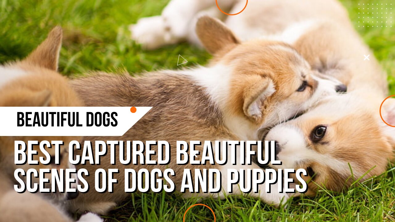 4K Quality Animal Footage - Dogs and Puppies Beautiful Scenes Episode 1 - Viral Dog Puppy