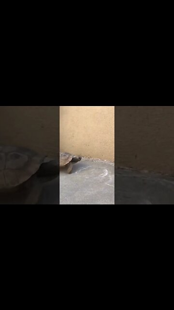 When Tortoise Attack 🐢
