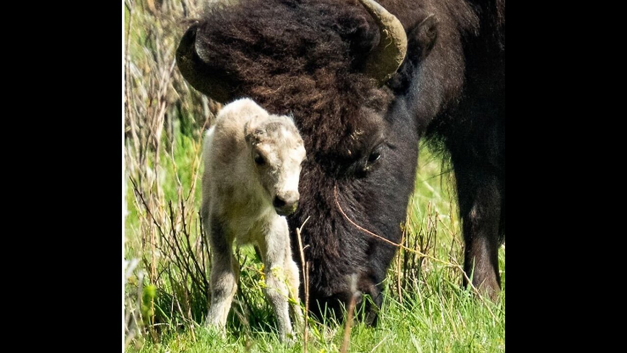 FRIDAY FUN - RARE WHITE BISON IS BORN IN YELLOWSTONE - FULFILLS LAKOTA INDIAN PROPHECY