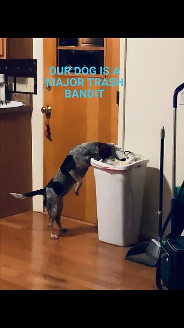 The Trash Beagler