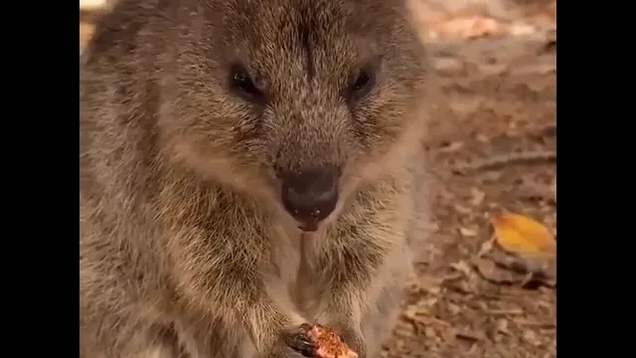 Cute funny Quokka -145