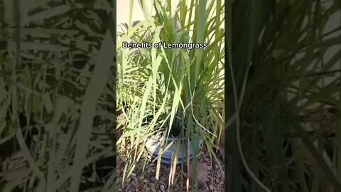 Benefits of Lemongrass - GreenMangoes #viral #viralshorts #shorts #herbal #youtubeshorts #health