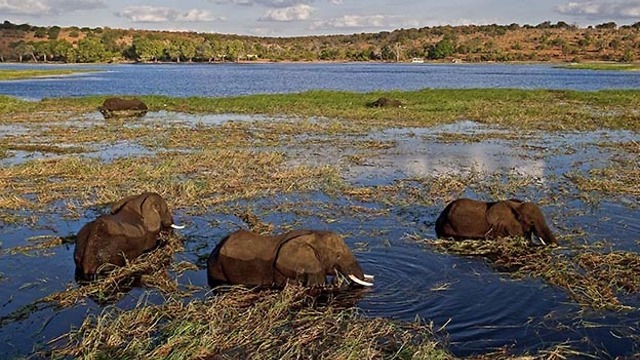 Chobe River Cruise at Chobe National Park, Botswana.