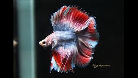 bettas halfmoon double tail