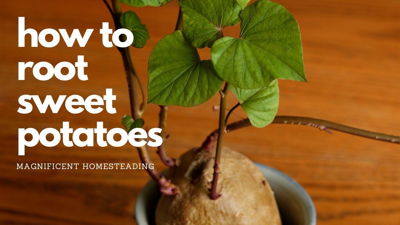 How to Root Sweet Potatoes