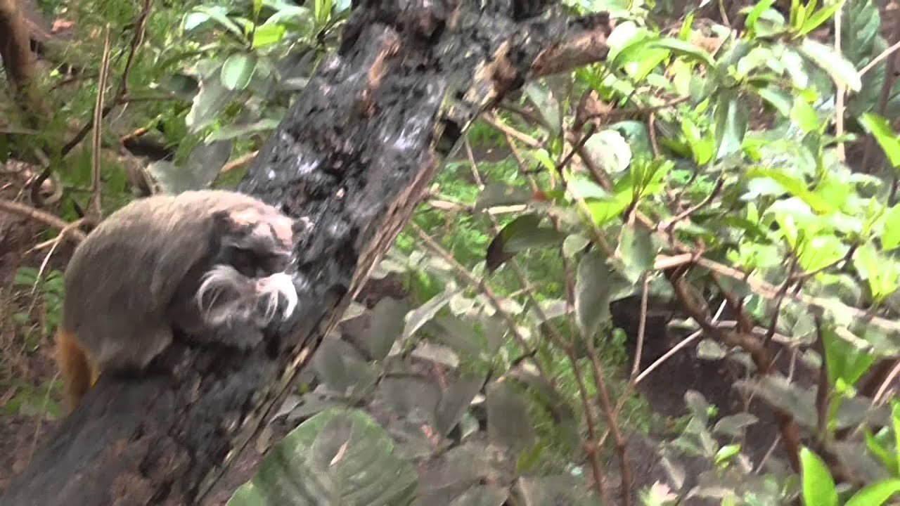 Emperor tamarins at london zoo