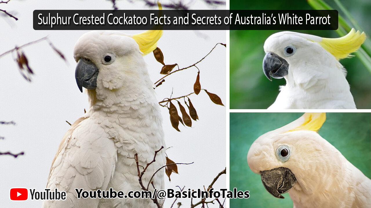 Sulphur Crested Cockatoo Facts and Secrets of Australia’s White Parrot