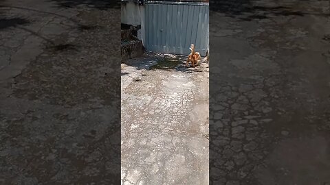 #dogsgow , #animals , #dogs , #shorts