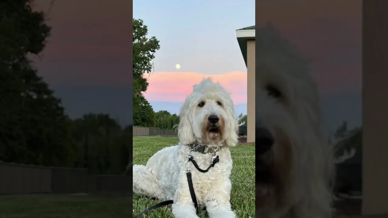 For all the Buddy Fans. Having some fun with photos and a new app. 😳😂. Thanks for watching.