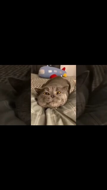 Enjoy the Day! 🐾🐱🐾 #shorts #shortsfeed #clips #shortvideo