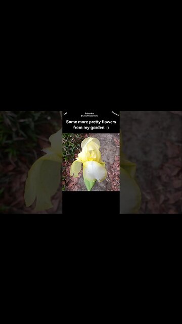 Some more of my pretty flowers from my garden #flowers #shorts