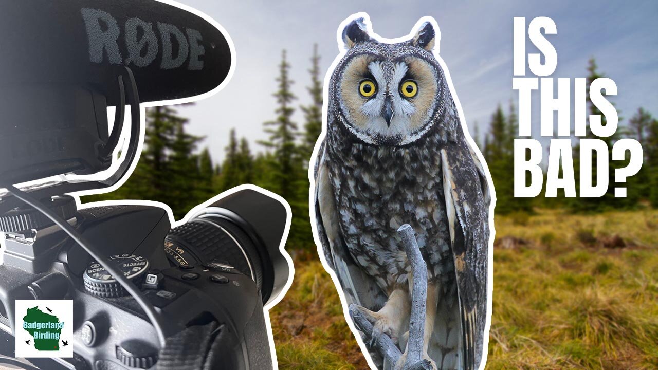 Is Bird Photography Bad for Birds?