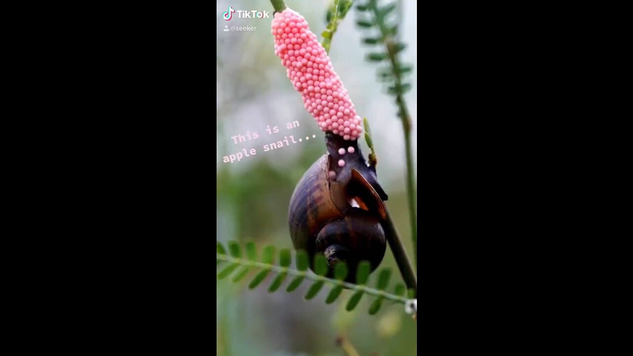 Have you ever seen snail eggs before? Meet the Apple Snail