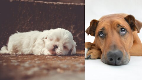 Abandoned Dog is too Sad to Sleep at Shelter