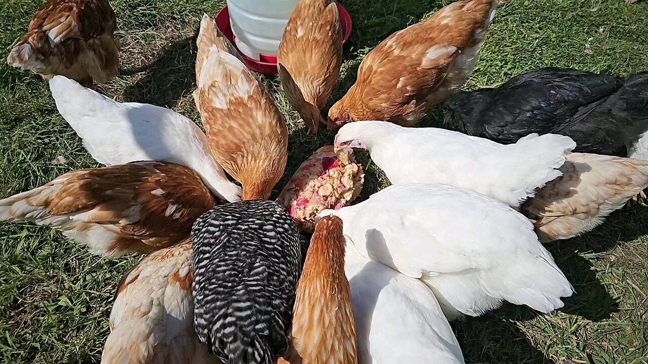 Slow Motion Chickens