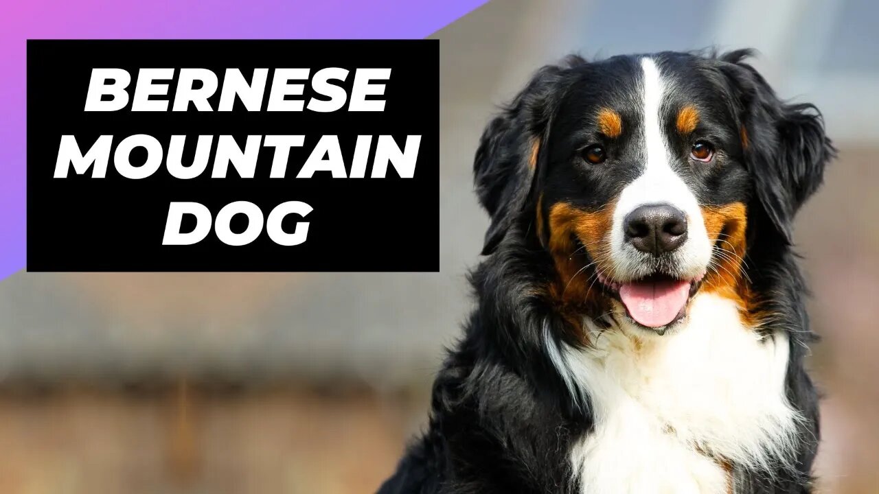 Bernese Mountain Dog 🐶 The Giant & Fluffiest Mountain Dog