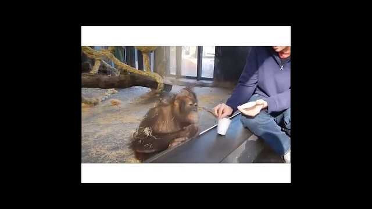 Amazing Animal funny videos 2018