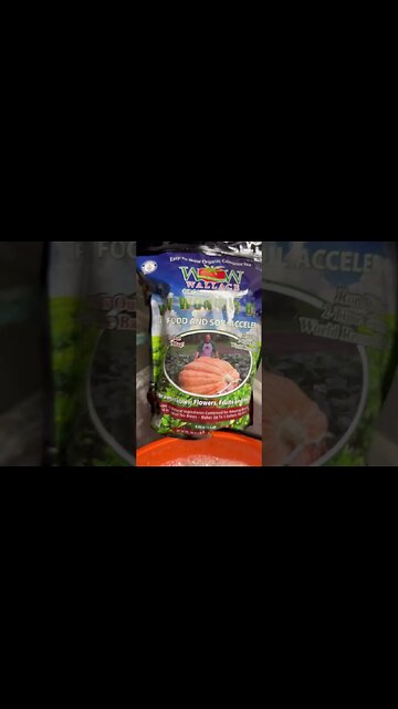 Wonder Brew #pumpkins #flowers #vegtables #garden