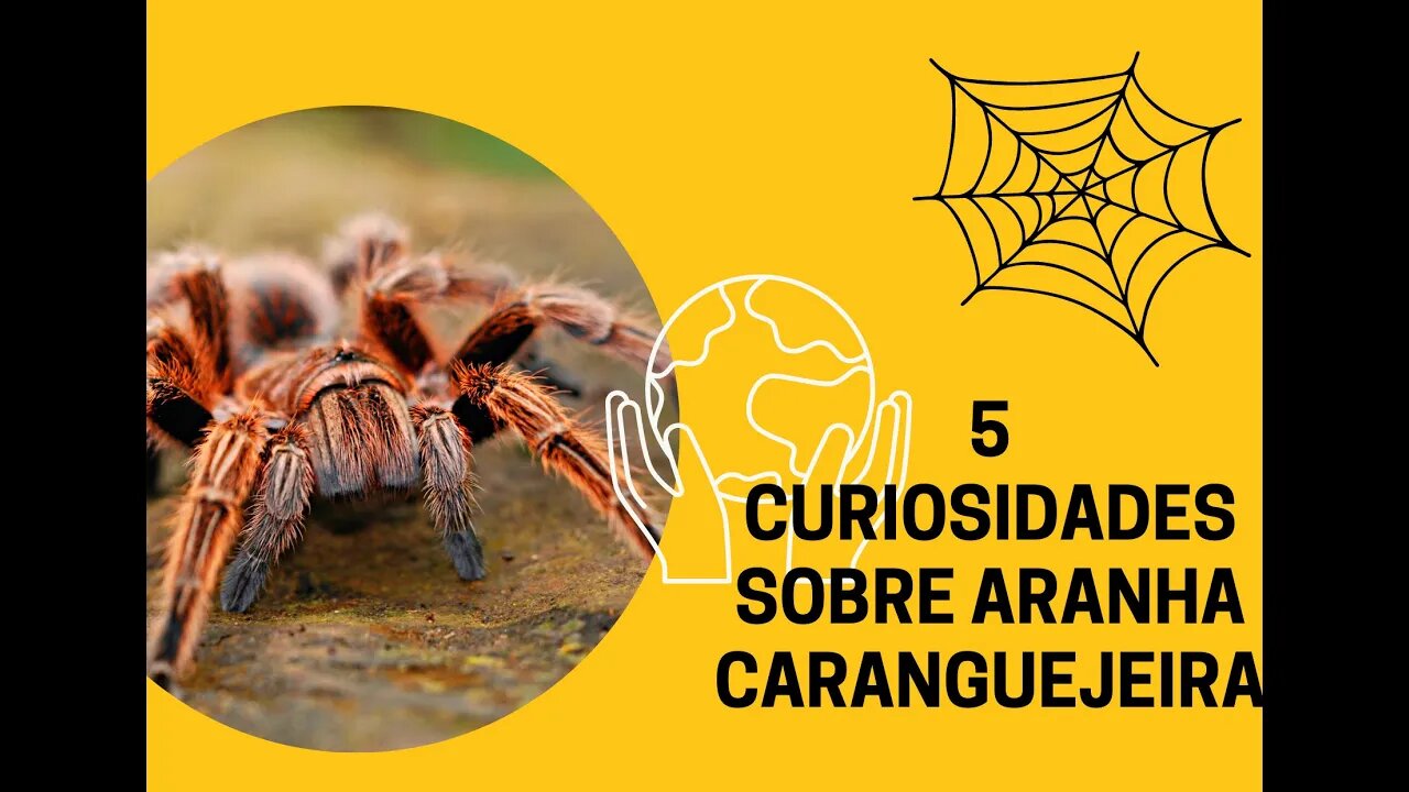 5 Curiosidades sobre as aranhas Caranguejeira
