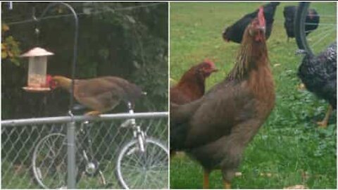 Gallina ruba il cibo degli uccellini