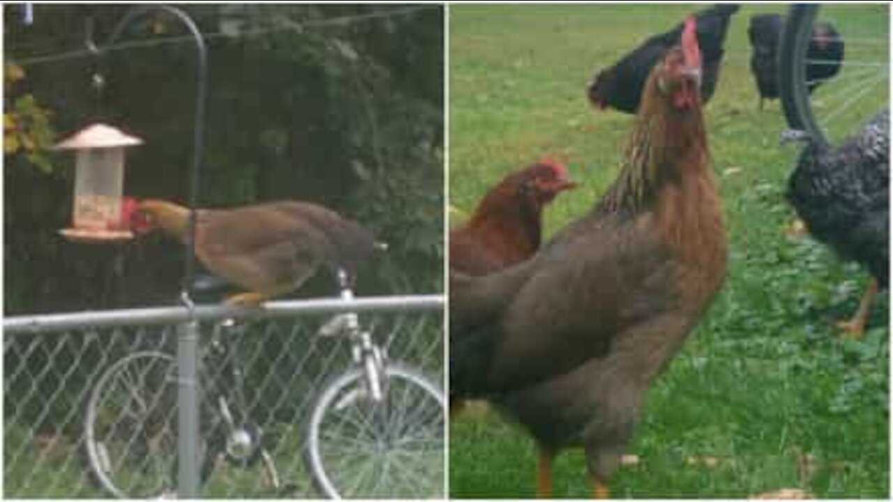 Gallina ruba il cibo degli uccellini