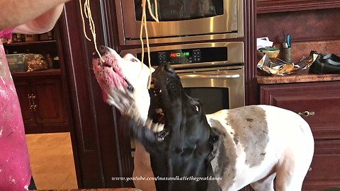 Hungry Great Danes enjoy tasty spaghetti together