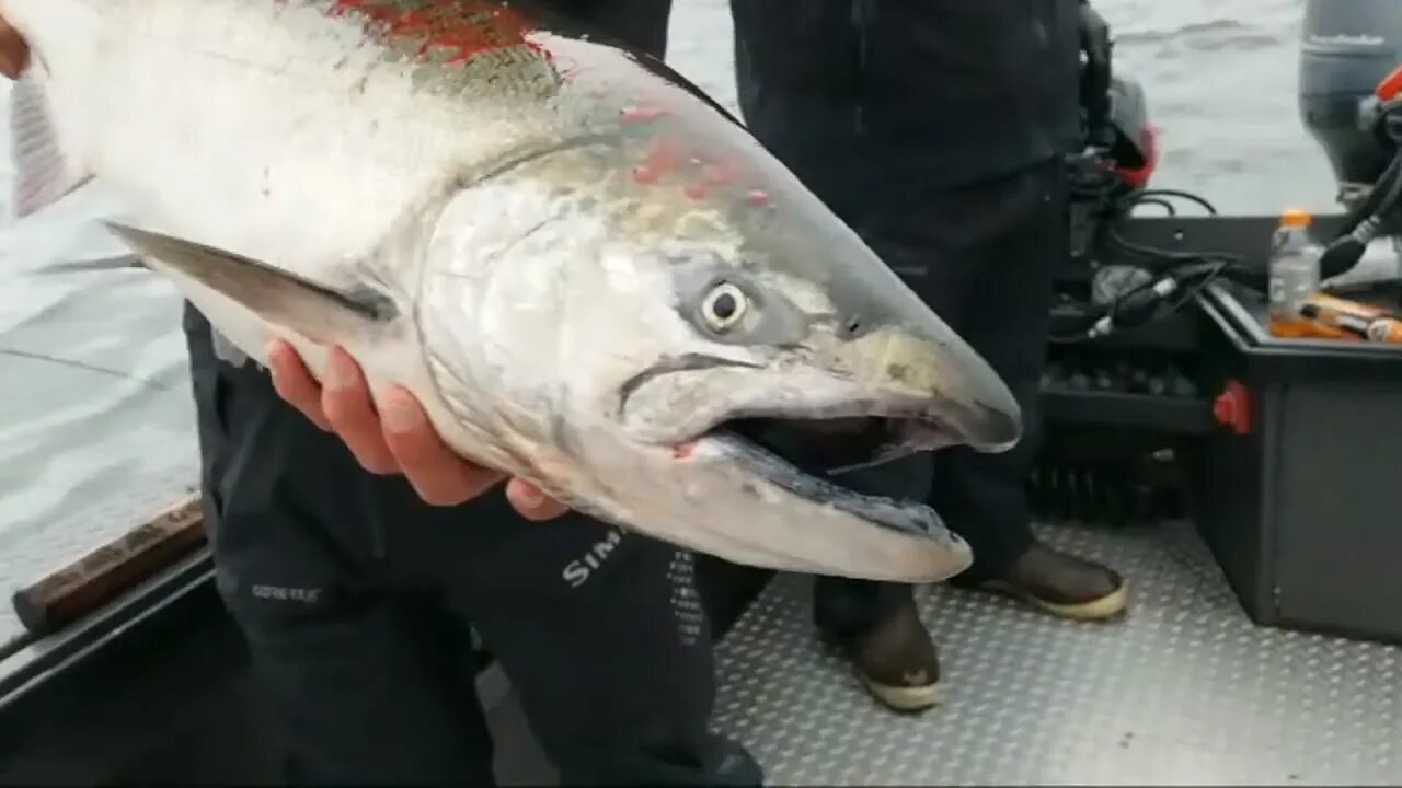 Buoy 10 Astoria, Oregon LIVE Salmon Fishing - Trolling For Fall Chinook & Coho