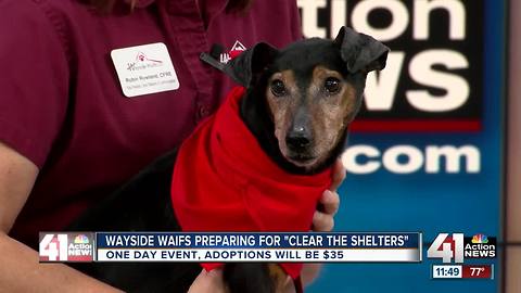 Wayside Waifs prepares for 'Clear the Shelters' event