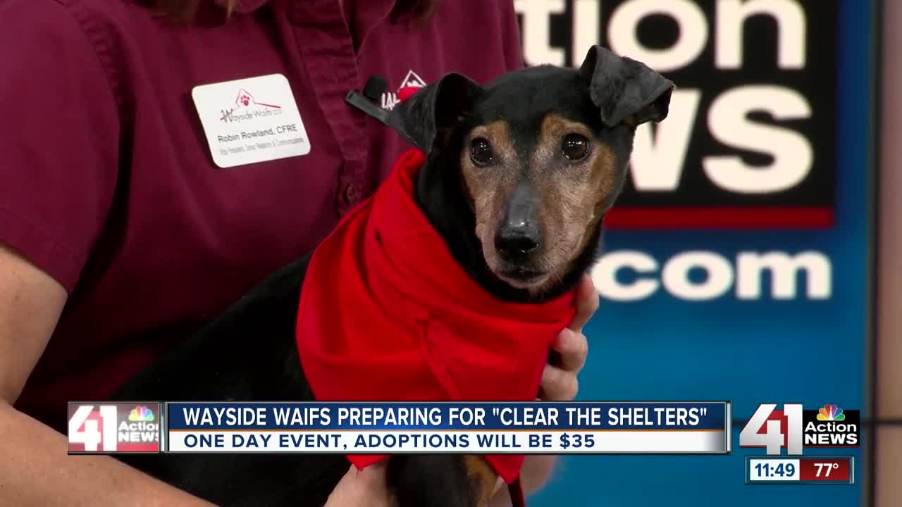 Wayside Waifs prepares for 'Clear the Shelters' event