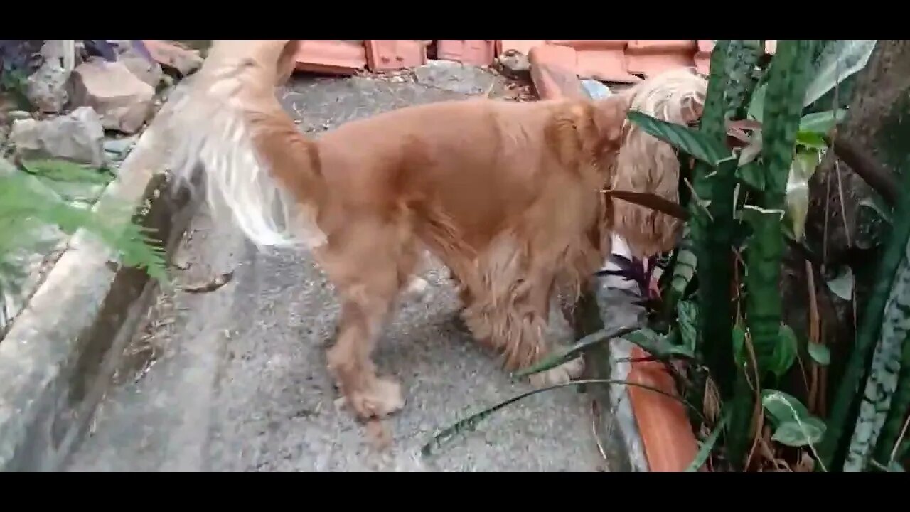 #dogshow , #animals , #dogs