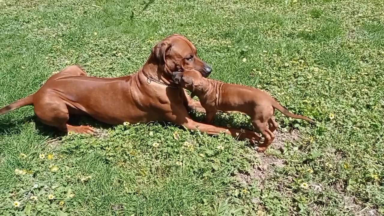 HUGE RIDGEBACK PLAYS AT TINY PUPPY'S LEVEL