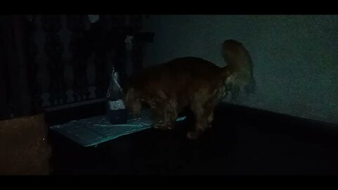 #dogshow , #animals , #dogs , #shorts