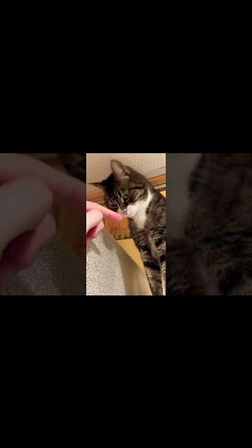 Cute Cat Doing a Sniff 🐈‍⬛ #catvideos