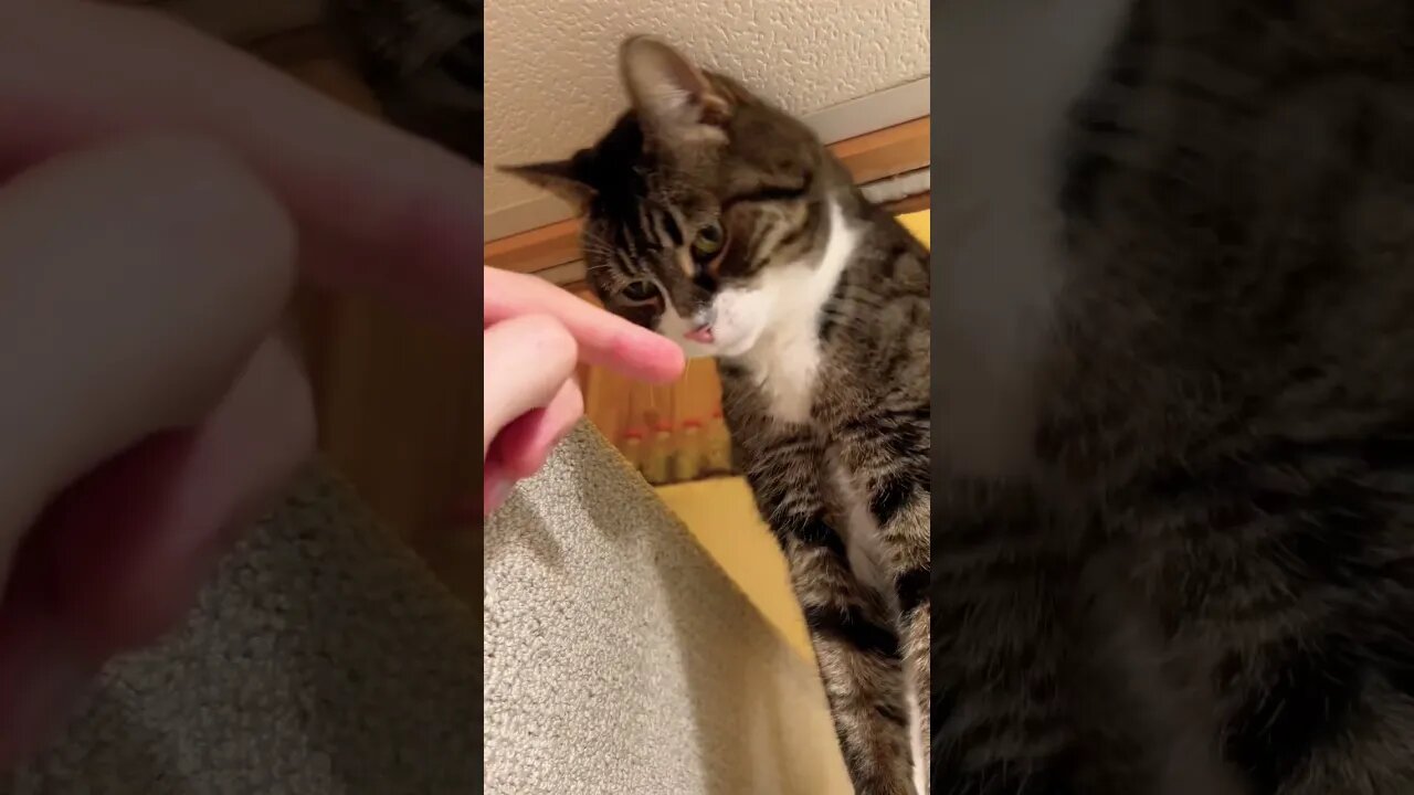 Cute Cat Doing a Sniff 🐈‍⬛ #catvideos