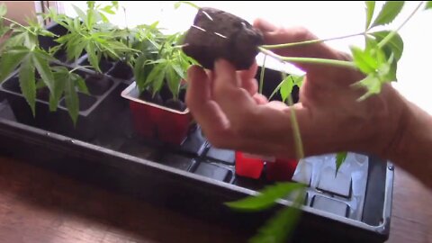 Watering and Maintaining Cannabis Clones