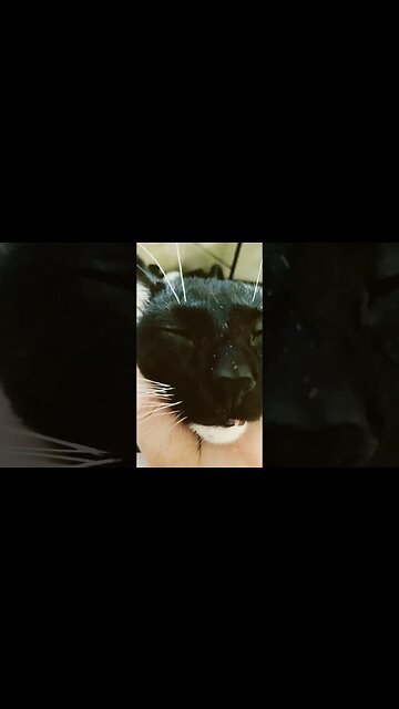 Kitty being loved #shortsfeed #shortsvideo #kitty #cat #youtubeshorts #kittycat